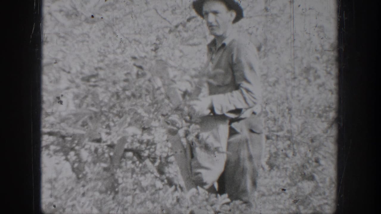 A man in work clothes and a brimmed hat stands among dense plants in the 1939 Chelan, Washington home-movie footage.