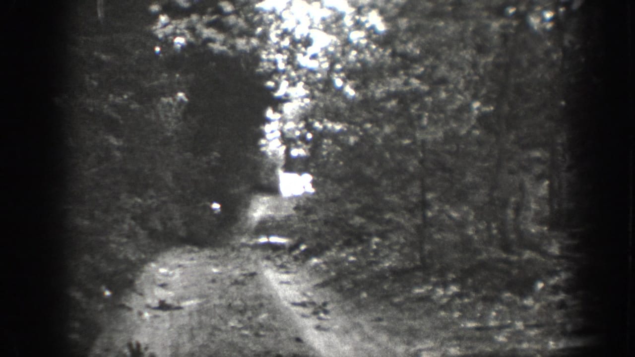 Dirt trail through dense woods with bright clearing or water visible ahead.