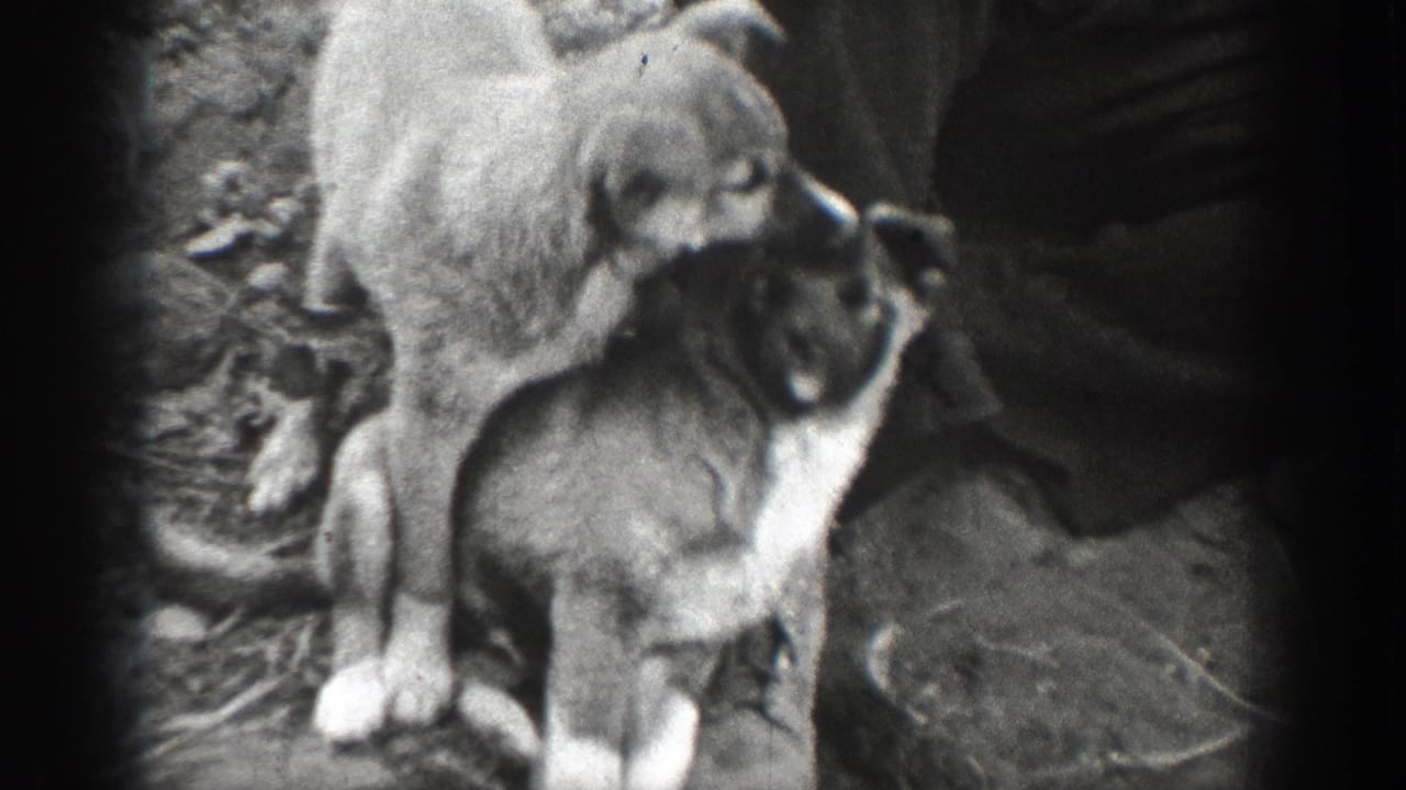 Two dogs sit close together on rough ground beside a person partly visible at right.