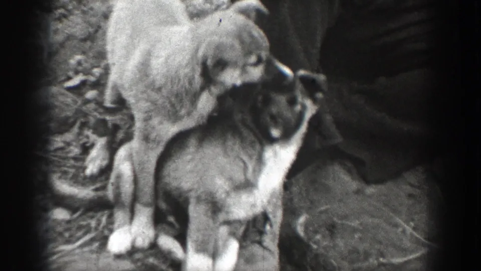 Two dogs, one light-coated and one darker, sit together on rough countryside ground in a 1939 Chelan home-movie frame.