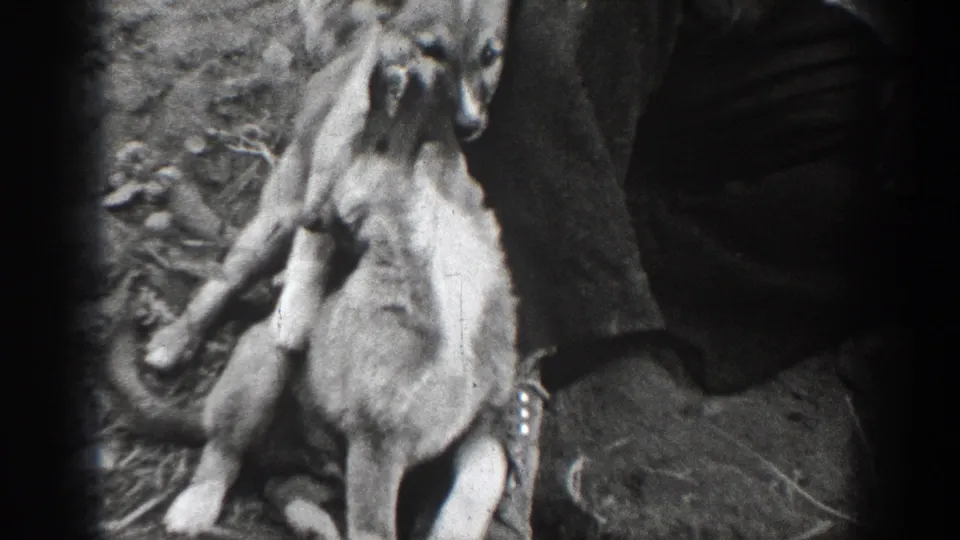 A dog sits upright beside an adult man in dark trousers, with another dog partly visible in soft black-and-white 8mm footage.