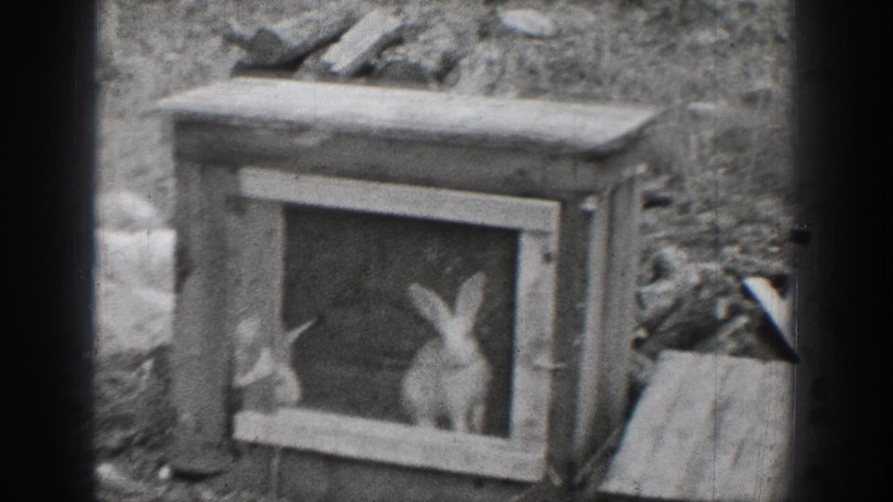 A white rabbit sits inside a small framed outdoor enclosure, with rough ground and boards visible around it.