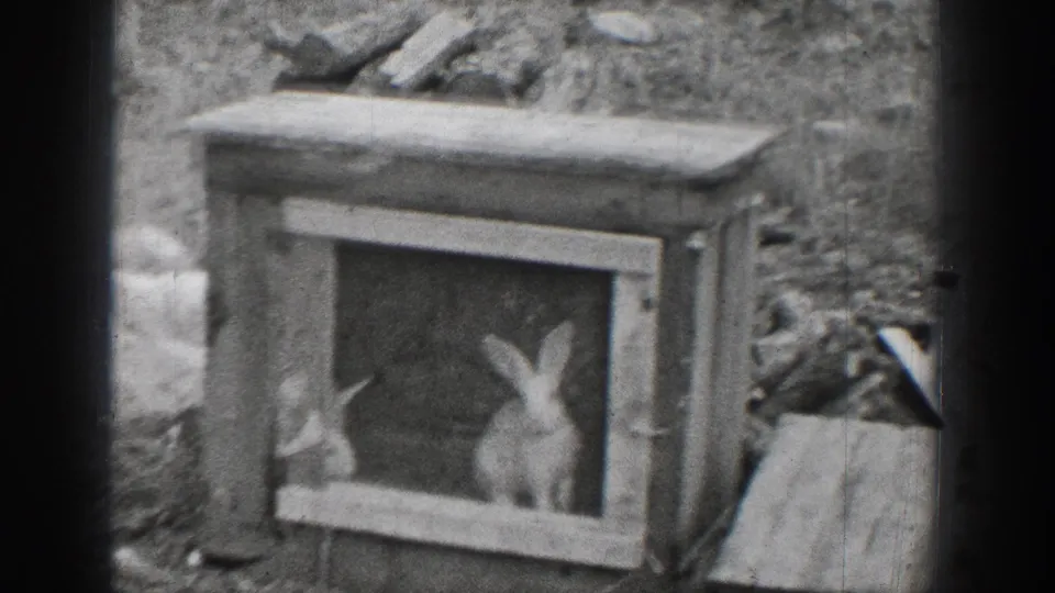 A white rabbit sits inside a small framed outdoor enclosure, with rough ground and boards visible around it.
