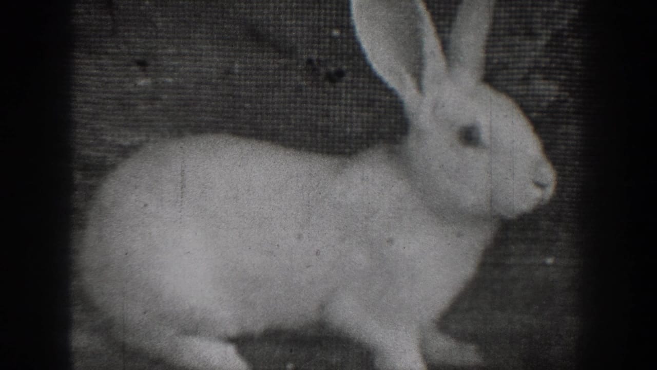 White rabbit in profile with upright ears against a dark textured background.