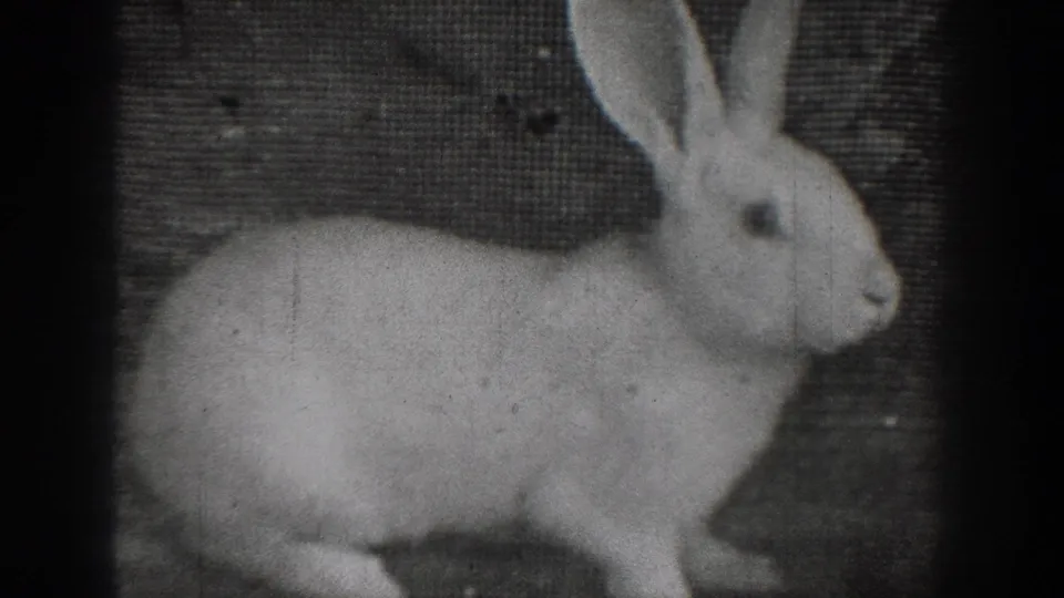 1939 Chelan 8mm frame showing a white rabbit sitting in profile with tall ears against a textured backdrop.