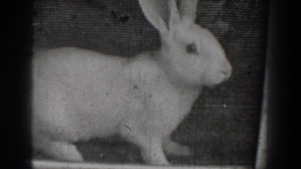 1939 Chelan home-movie frame of a white rabbit in profile, held in soft focus with visible 8mm grain.
