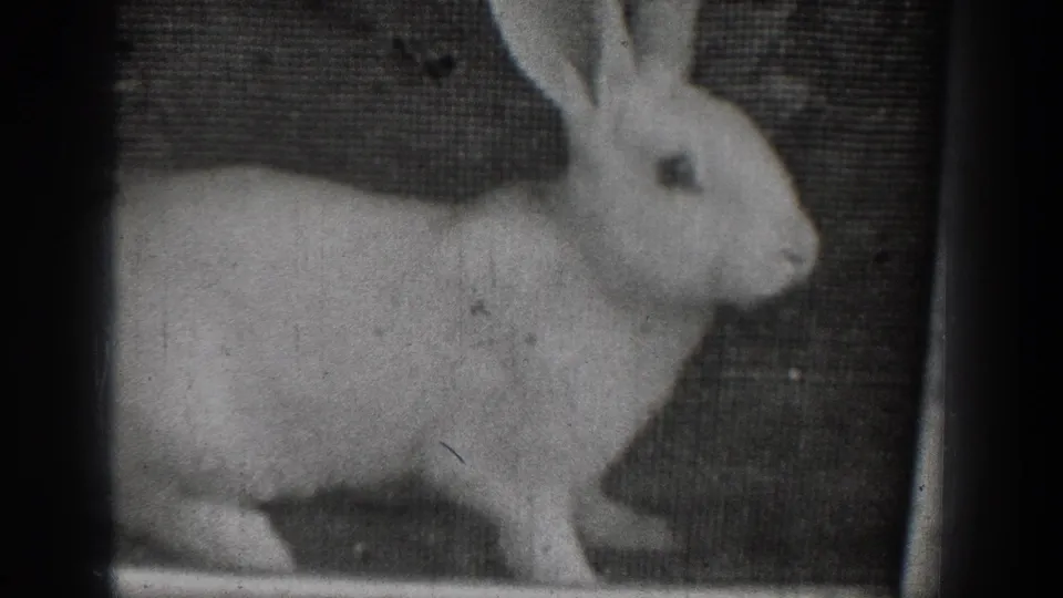 1939 Chelan home-movie frame of a white rabbit in profile, held in soft focus with visible 8mm grain.