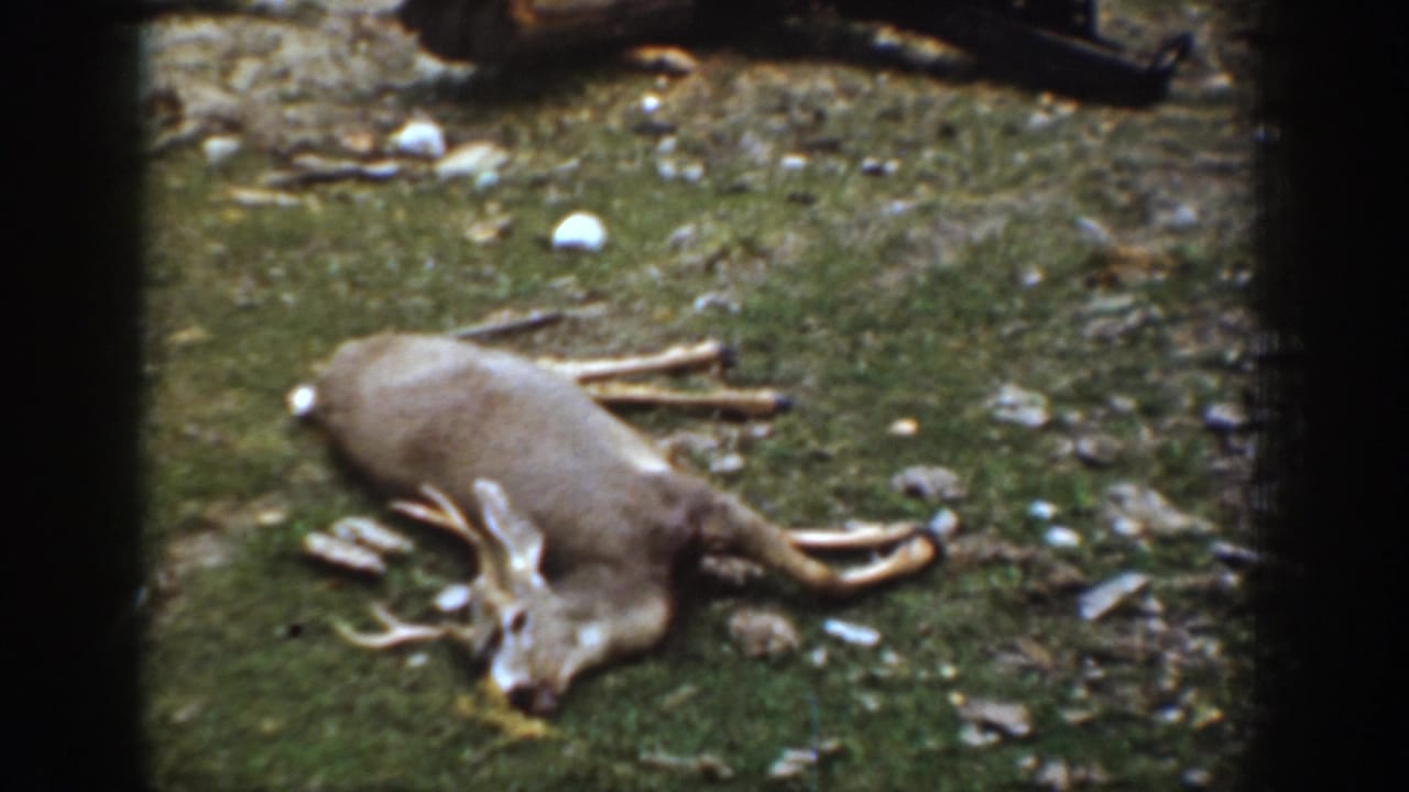 Antlered deer lying on grass and rough ground with logs and stones nearby.