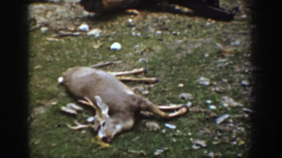 A harvested antlered deer lies on grassy ground in the wooded Chelan, Washington setting documented by the 1939 home movie.