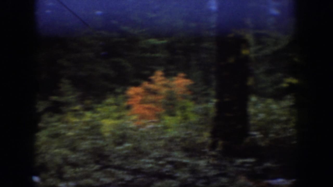 Wooded slope with evergreen trunks and a small patch of orange foliage.