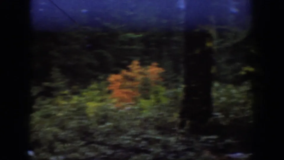 Chelan, Washington 8mm frame showing evergreen woods with a bright orange foliage patch among darker trees.