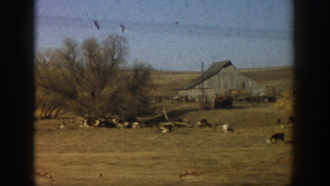 Farm yard with weathered gray barn, bare deciduous trees, and scattered cattle in a dusty field; rural Colorado area, circa 1961.