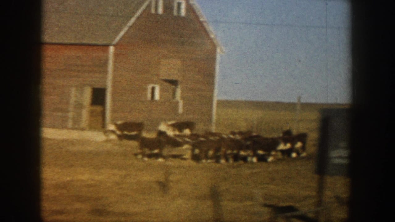 Large red wood-sided barn with peaked roof and white-trimmed windows; cattle herd gathered at its base, shot through car window.