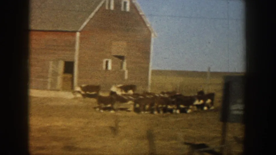 8mm home movie close-passing view of a red wood barn with cattle clustered at its base, shot through a vehicle window, reportedly Colorado, circa 1961.