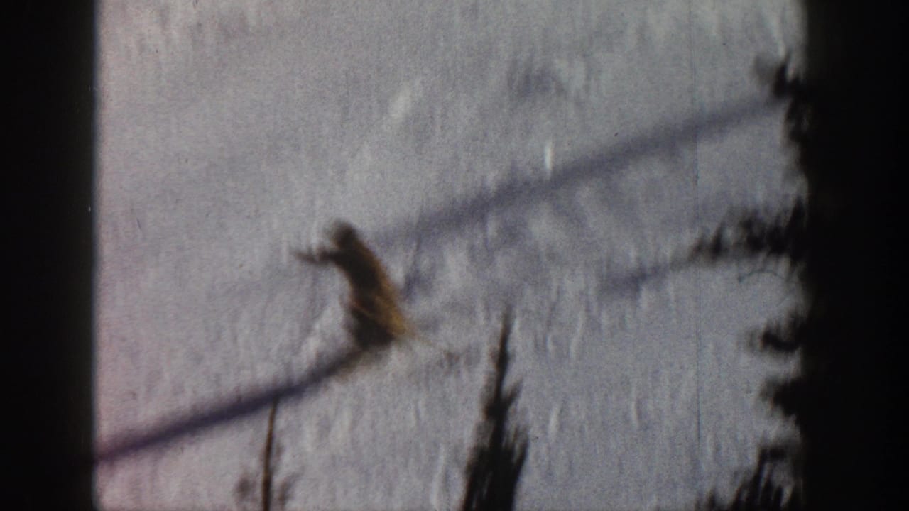 Skier on snow slope with arms extended, dark tree silhouettes at right, pink-toned color shift from film aging.