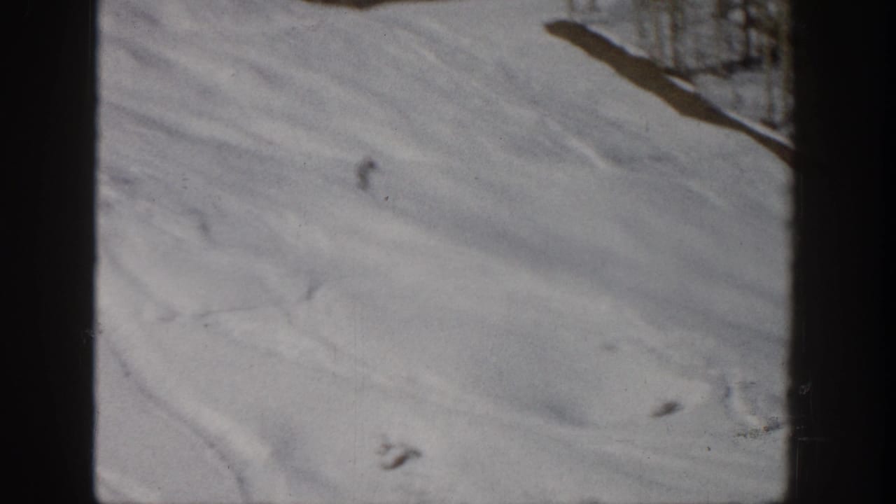 A small skier descends a snowy slope near dark tree shadows at the upper edge.