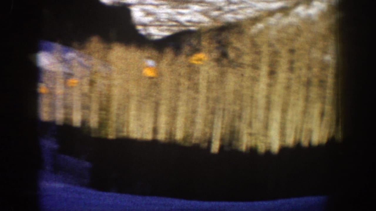 Motion-blurred 8mm frame from Aspen showing trees, snow, and deep shadows during the camera pan.