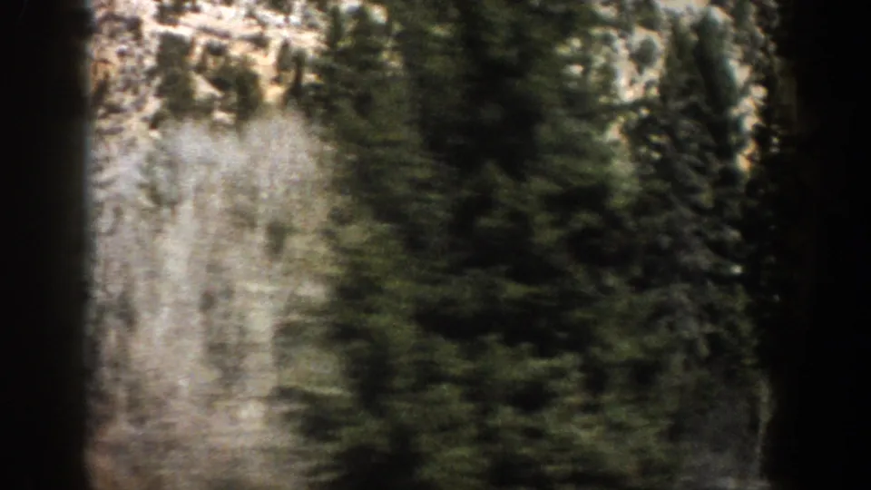 Close 8mm view from a moving vehicle passing dense evergreens and pale aspen trunks near Aspen, Colorado.