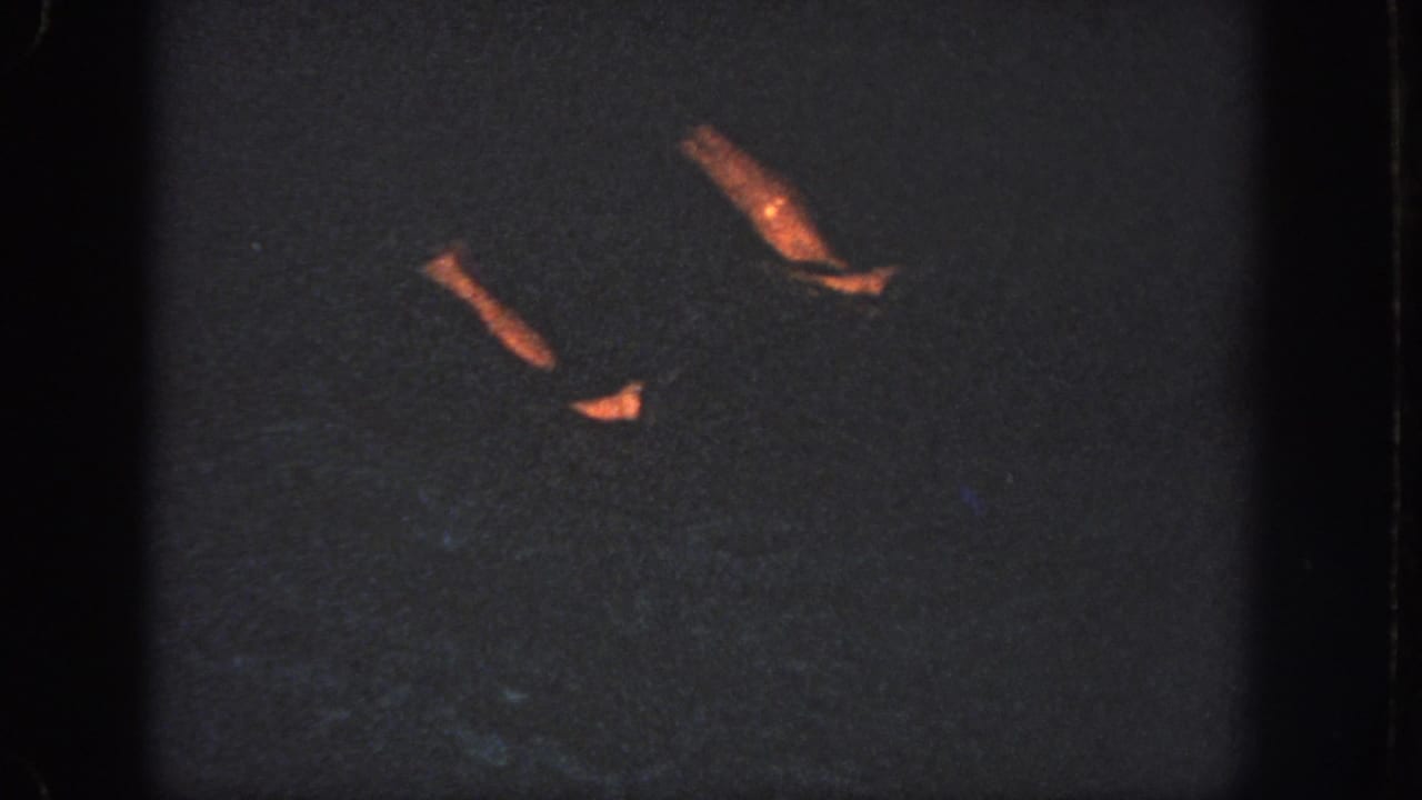 Two swimmers' lower legs move at angles through the dark pool water in this low-light 1951 Atlanta home-movie frame.