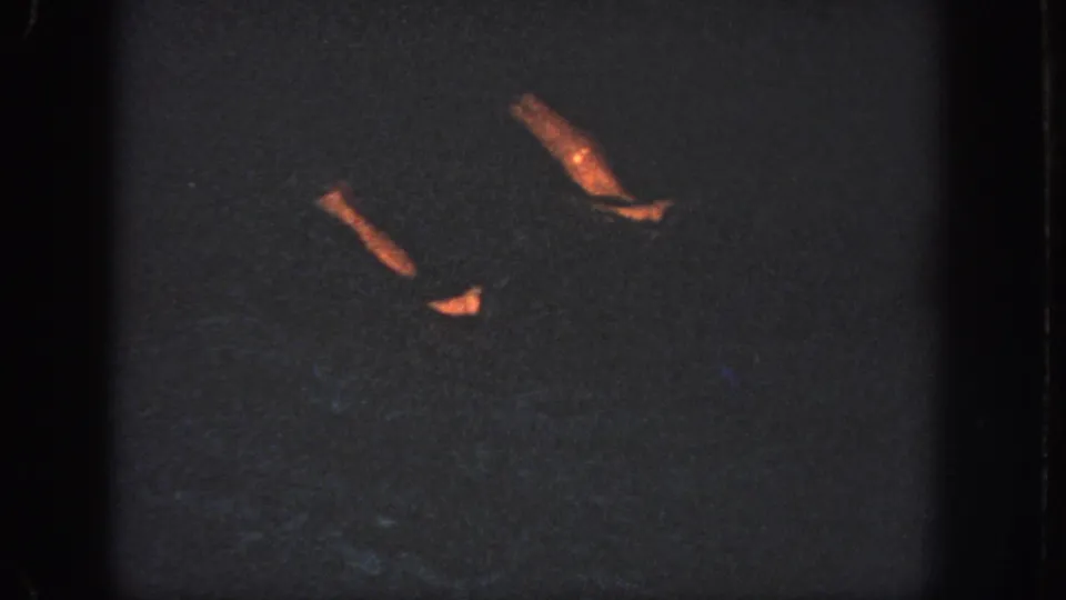 Two swimmers' lower legs move at angles through the dark pool water in this low-light 1951 Atlanta home-movie frame.