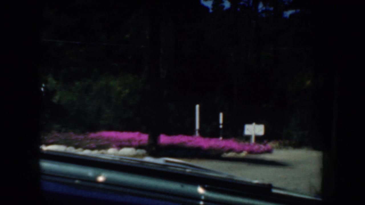 1952 California home-movie view through a car windshield toward pink flowerbeds, trees, roadside signs, and a paved road edge.