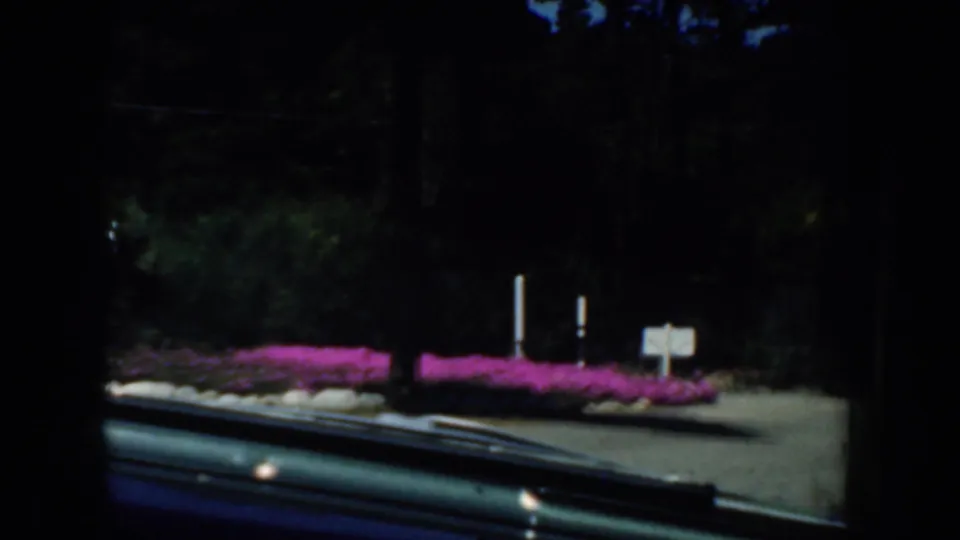 1952 California home-movie view through a car windshield toward pink flowerbeds, trees, roadside signs, and a paved road edge.