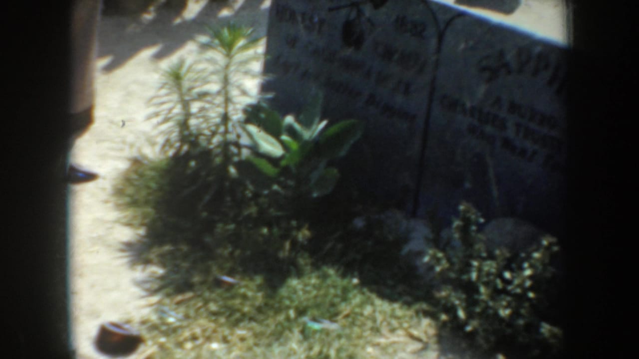1952 California 8mm frame showing a weathered animal gravestone in partial shade, surrounded by low greenery and sunlit ground.