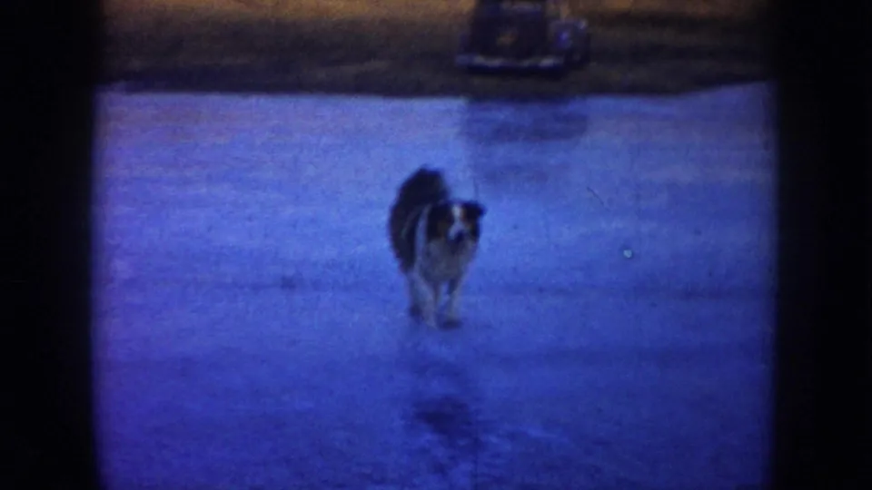 A dog crosses the icy surface of the rural pond in the same 1953 North Dakota home-movie scene, with blue color cast, open ice, and part of a parked car in the background.