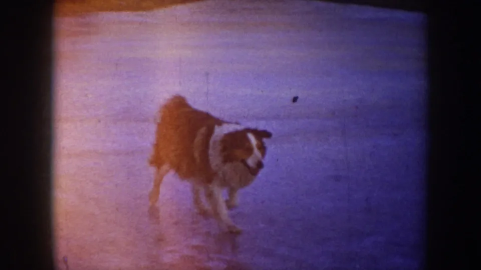 A dog walks across the frozen pond in a warm-tinted 8mm frame from the North Dakota winter outing, with the surrounding scene mostly reduced to open ice and film-frame borders.