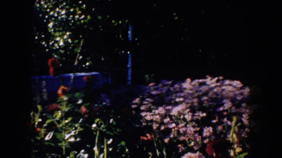 1953 South Dakota 8mm frame showing a dimly lit garden bed with purple flowers, red blooms, foliage, and blue background structure.