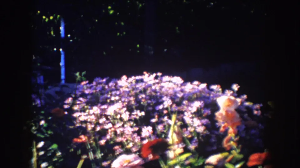 1953 South Dakota garden frame with bright purple flowers, red blossoms, a pale orange bloom, and deep shadow behind the bed.