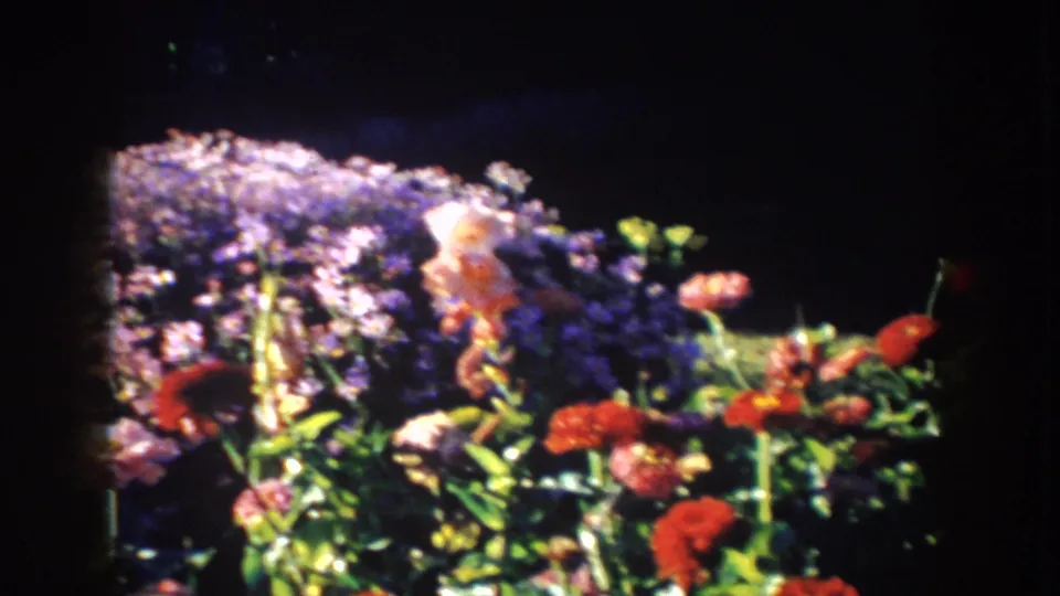 1953 South Dakota 8mm close view of a flower bed with purple clusters, red blooms, green foliage, and a pale orange blossom.