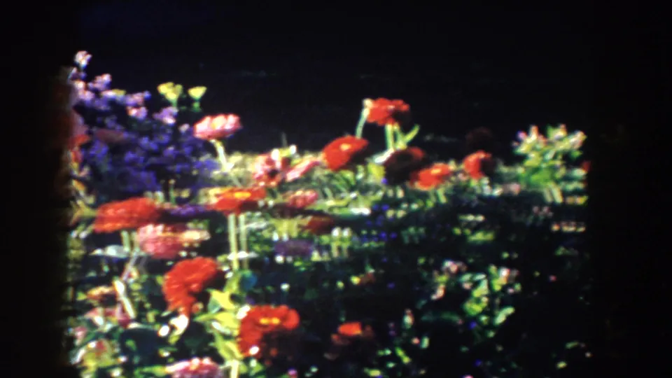 1953 South Dakota 8mm frame with red flowers across the foreground, green foliage, purple blooms, and heavy dark shadows.