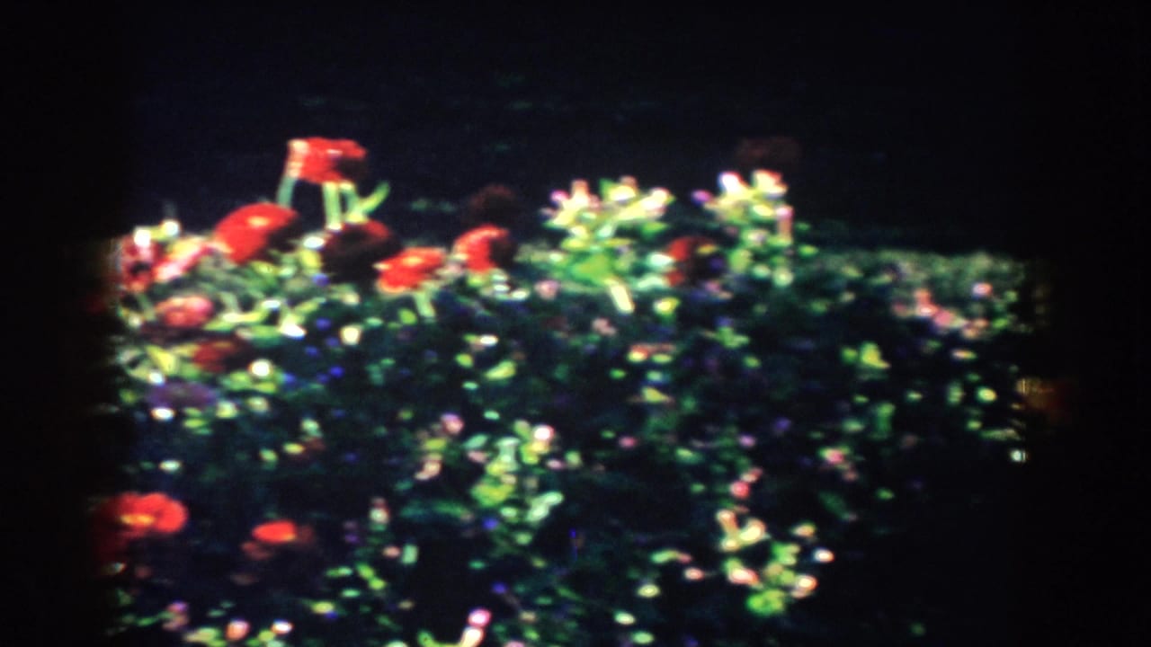 Red garden flowers and leafy plants filmed in 1953 South Dakota 8mm home-movie footage, with dark frame edges and soft focus.