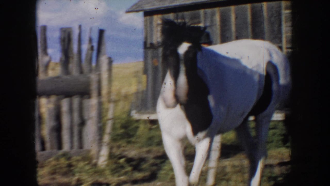 In supplied 1953 South Dakota home-movie footage, a paint horse stands near a rough fence outside a weathered wooden barn.
