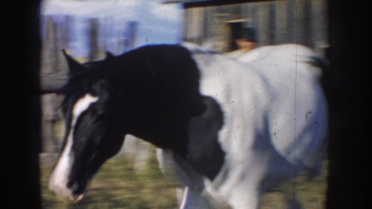 Paint horse moving across a farmyard with barn wall behind it.