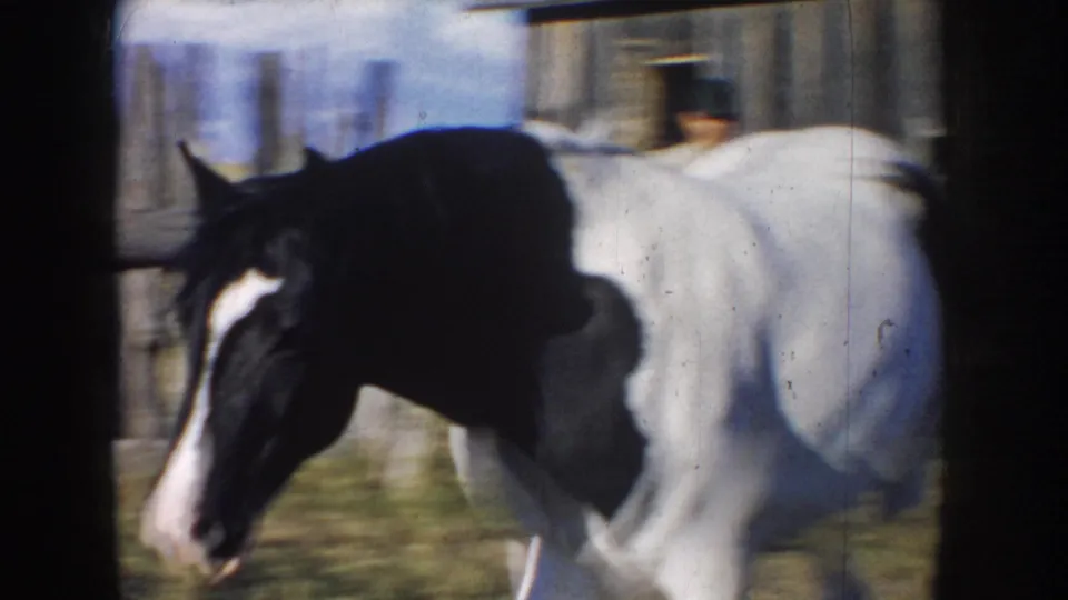 A black-and-white paint horse moves past a weathered barn in the supplied South Dakota 1953 home-movie scene.