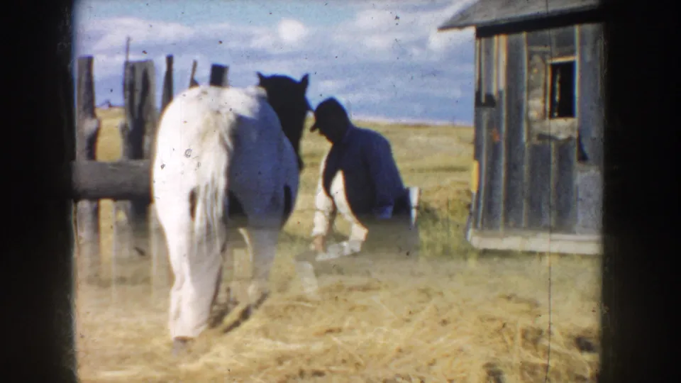 In a South Dakota farmyard frame, the man bends near the white horse, likely tending feed, with barn siding and pasture behind them.