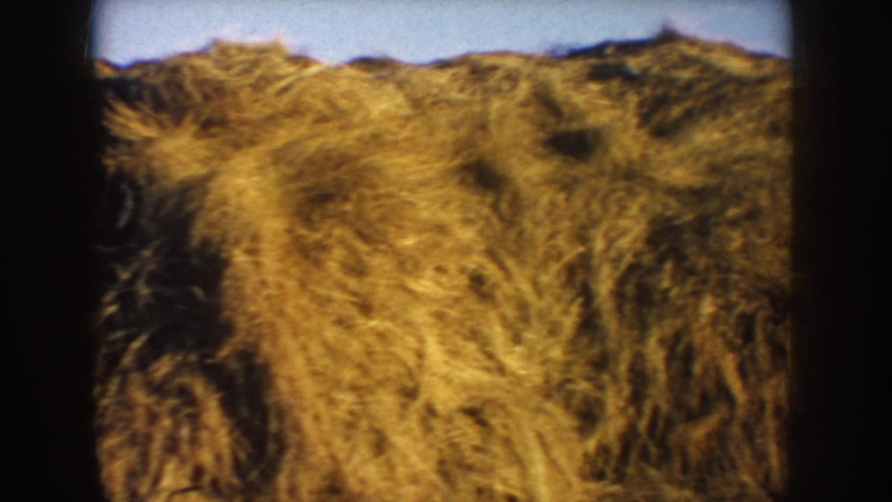 Close South Dakota farm shot of a textured hay load in a trailer, framed by dark 8mm scan borders.