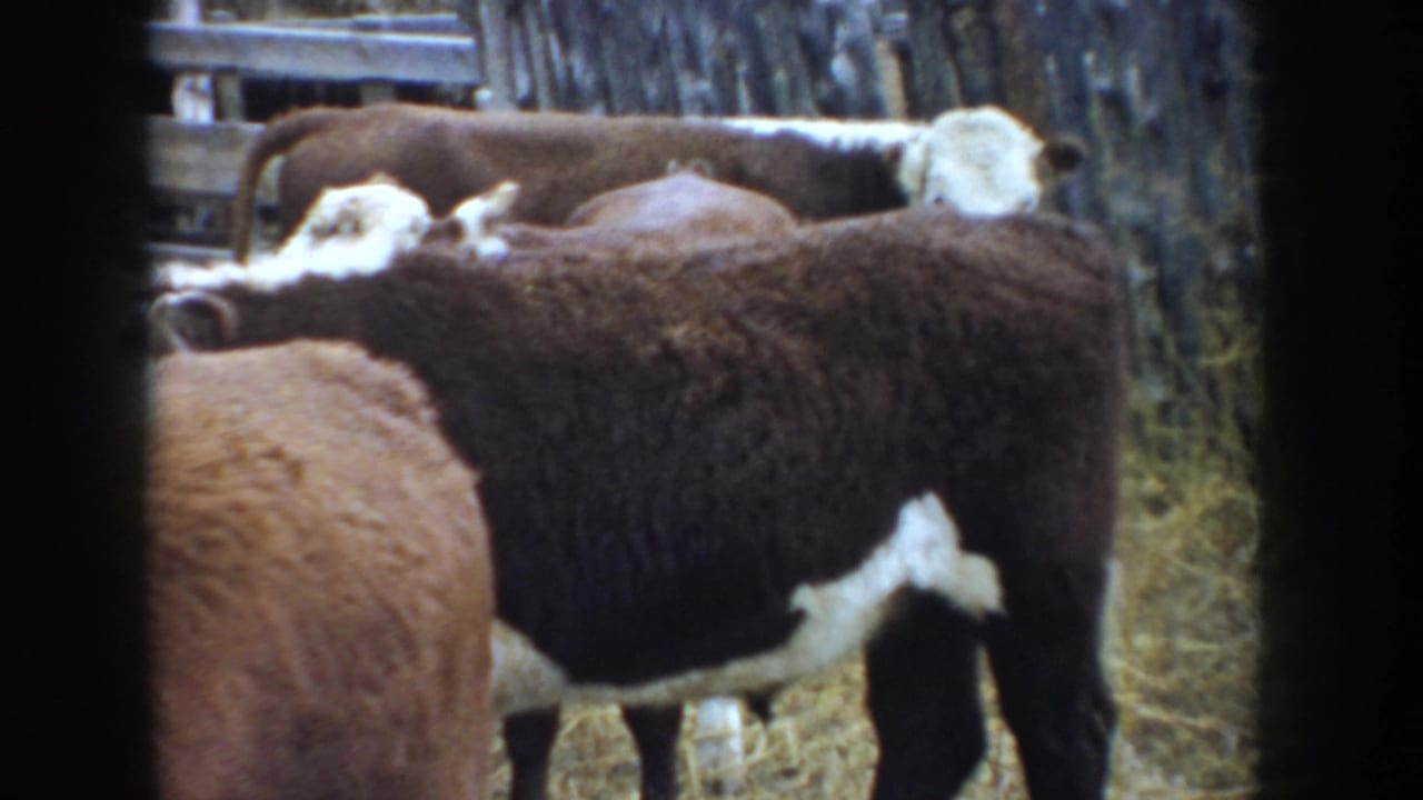 Brown and white cattle standing close together inside a wooden enclosure.
