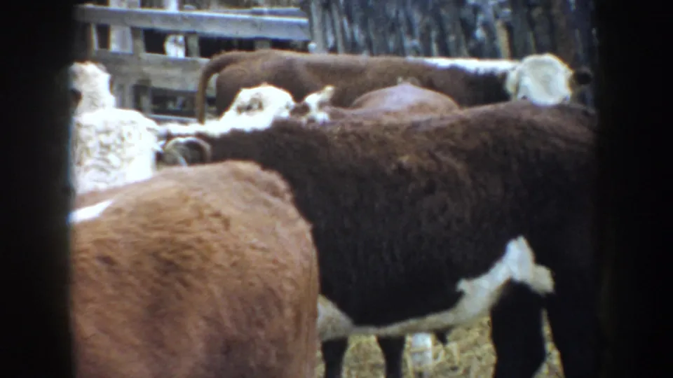 A handheld 8mm view of cattle gathered in a rural South Dakota enclosure, with soft focus and film-edge shadowing.