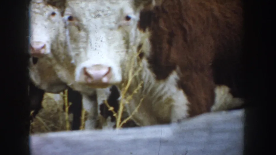 A white-faced cow looks toward the camera in a South Dakota cattle enclosure, with another brown-and-white animal close beside it.