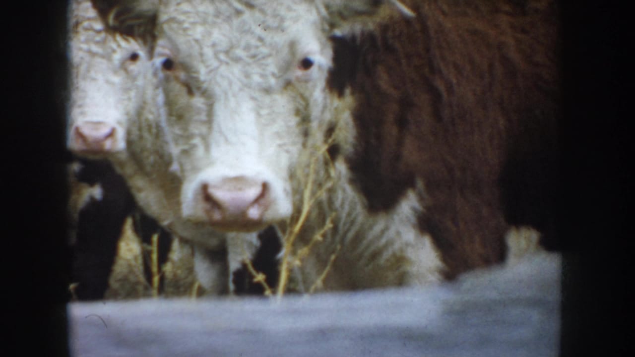 1953 South Dakota 8mm frame showing white-faced beef cattle with brown markings near a fence in a farm pen.