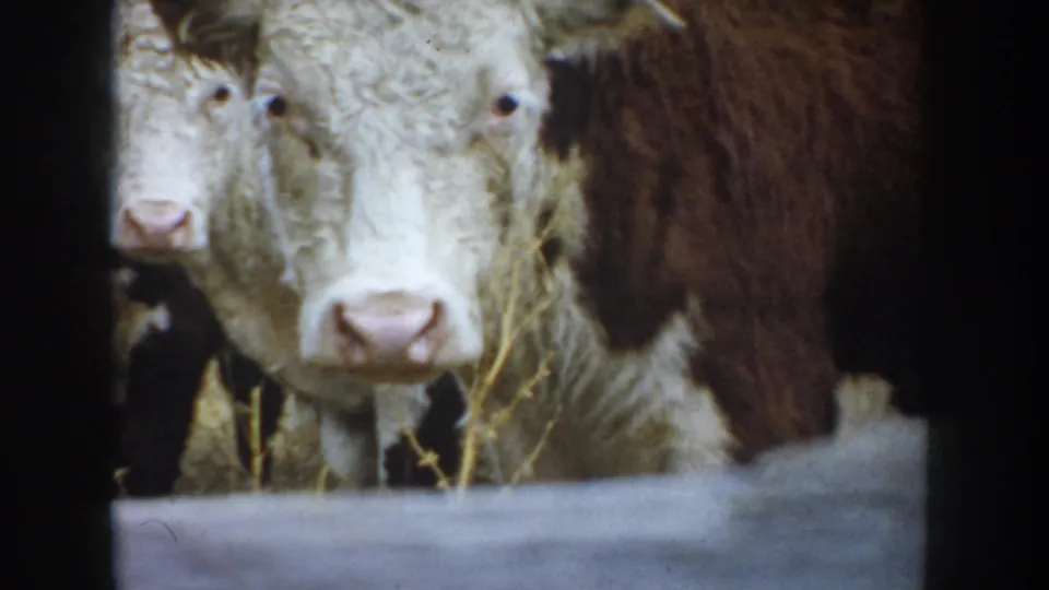 1953 South Dakota 8mm frame showing white-faced beef cattle with brown markings near a fence in a farm pen.