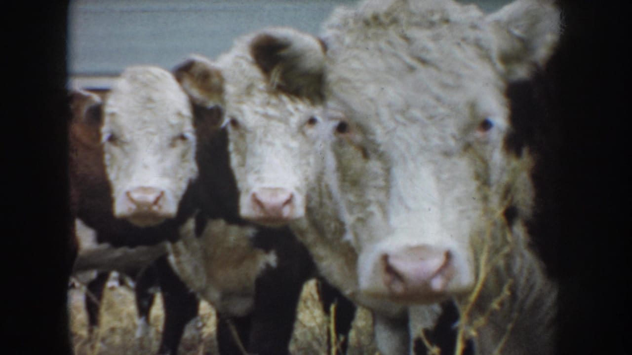 Several white-faced cattle face the camera from a narrow pen area.