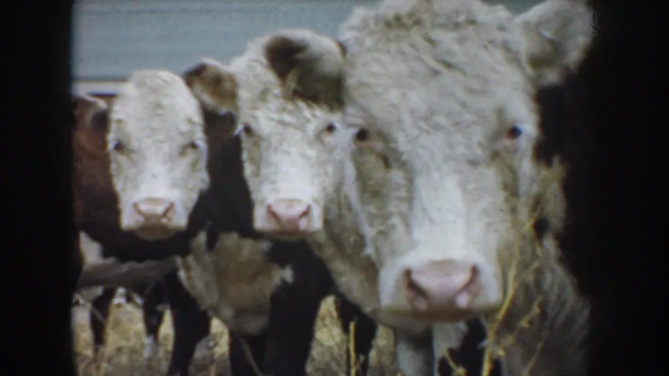White-faced beef cattle look toward the camera in a South Dakota farm pen, with fencing and barn siding behind them.