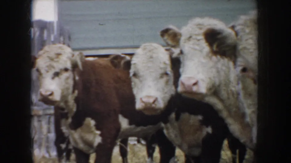 South Dakota farm footage shows three white-faced cattle close together beside a wooden fence in a softly exposed 8mm frame.