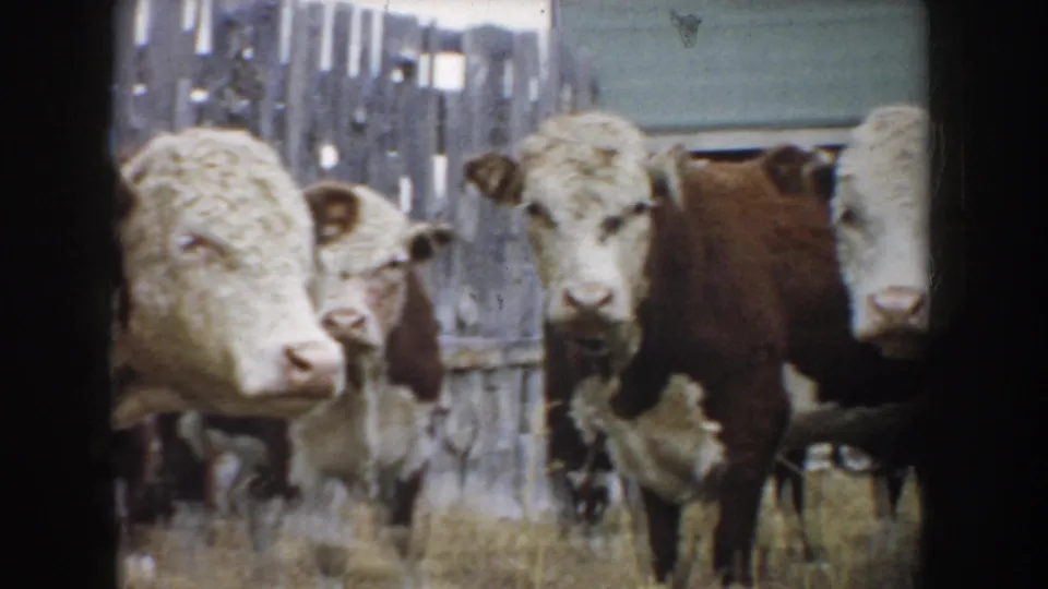 White-faced beef cattle stand near weathered fencing and dry grass in a 1953 South Dakota home-movie frame.