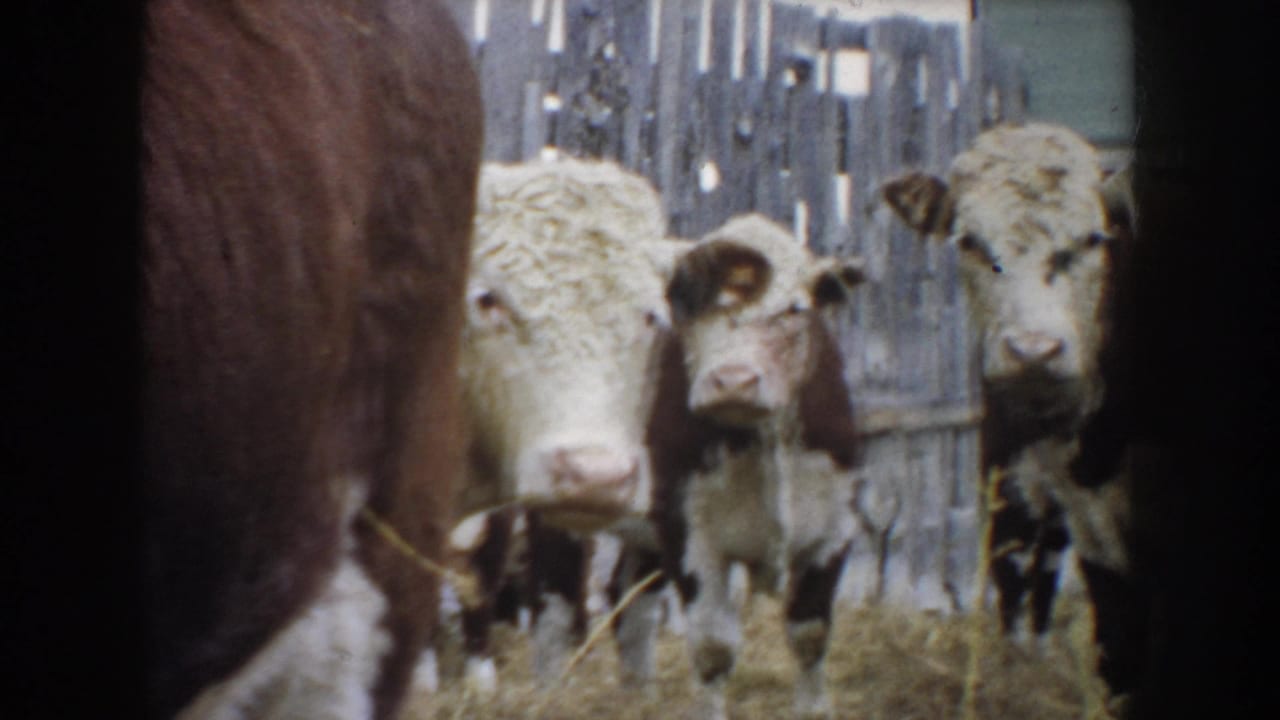 White-faced brown cattle stand in a South Dakota farm enclosure in 1953, with several cows facing the handheld camera.