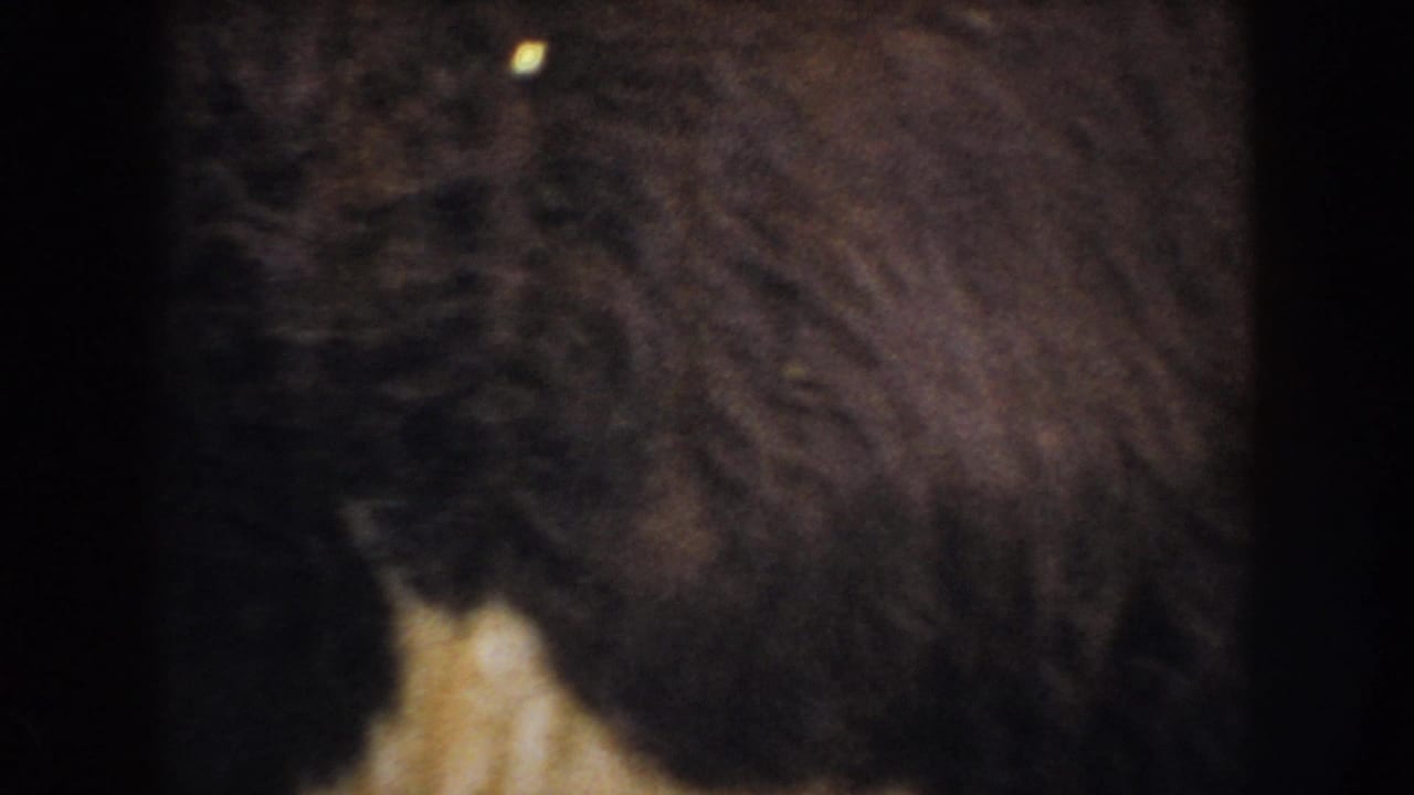A close, partially obscured 8mm view shows the flank of a brown cow within the same South Dakota farm setting.